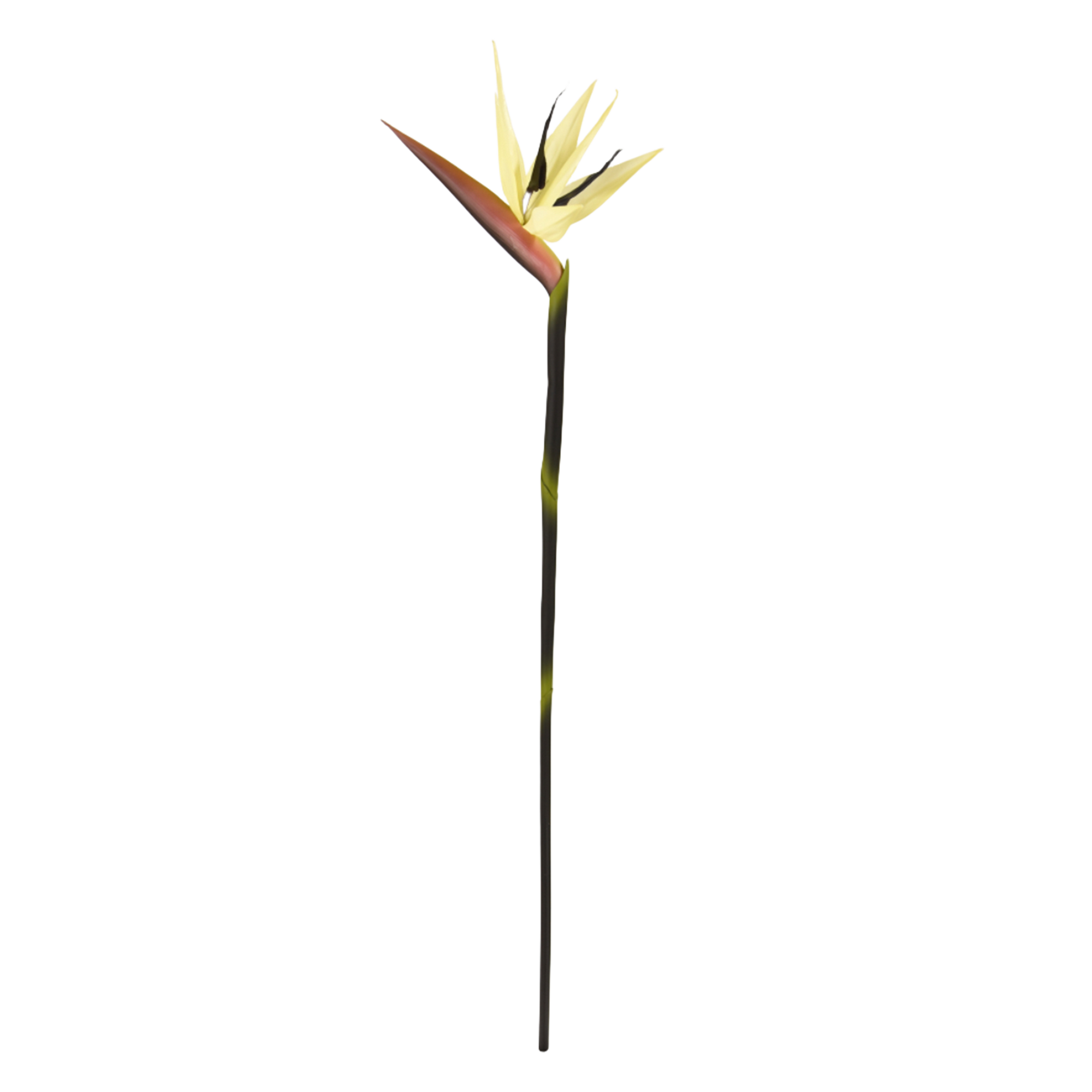 Strelitzia tak Deluxe 90cm Creme