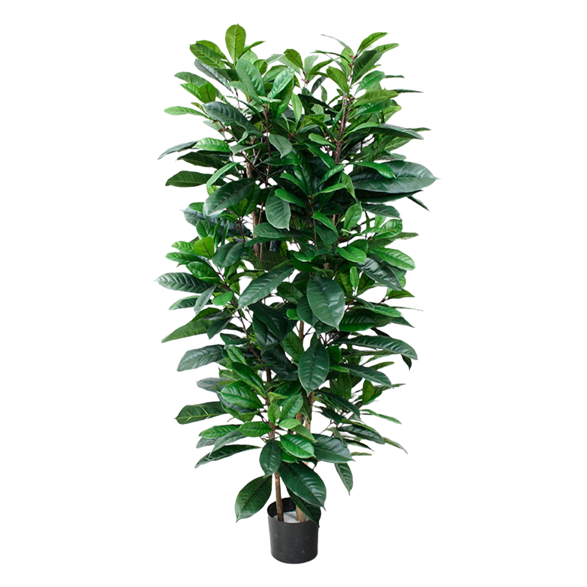 Ficus Cyathistipula deluxe kunstplant 160cm