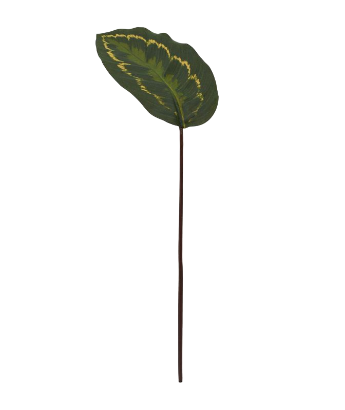 Roseopicta kunsttak 50