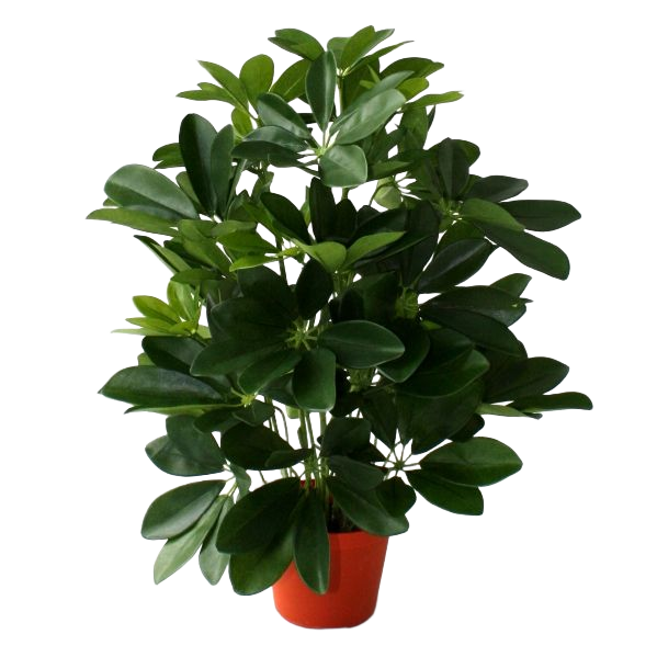 Raam Schefflera kunstplant 50cm