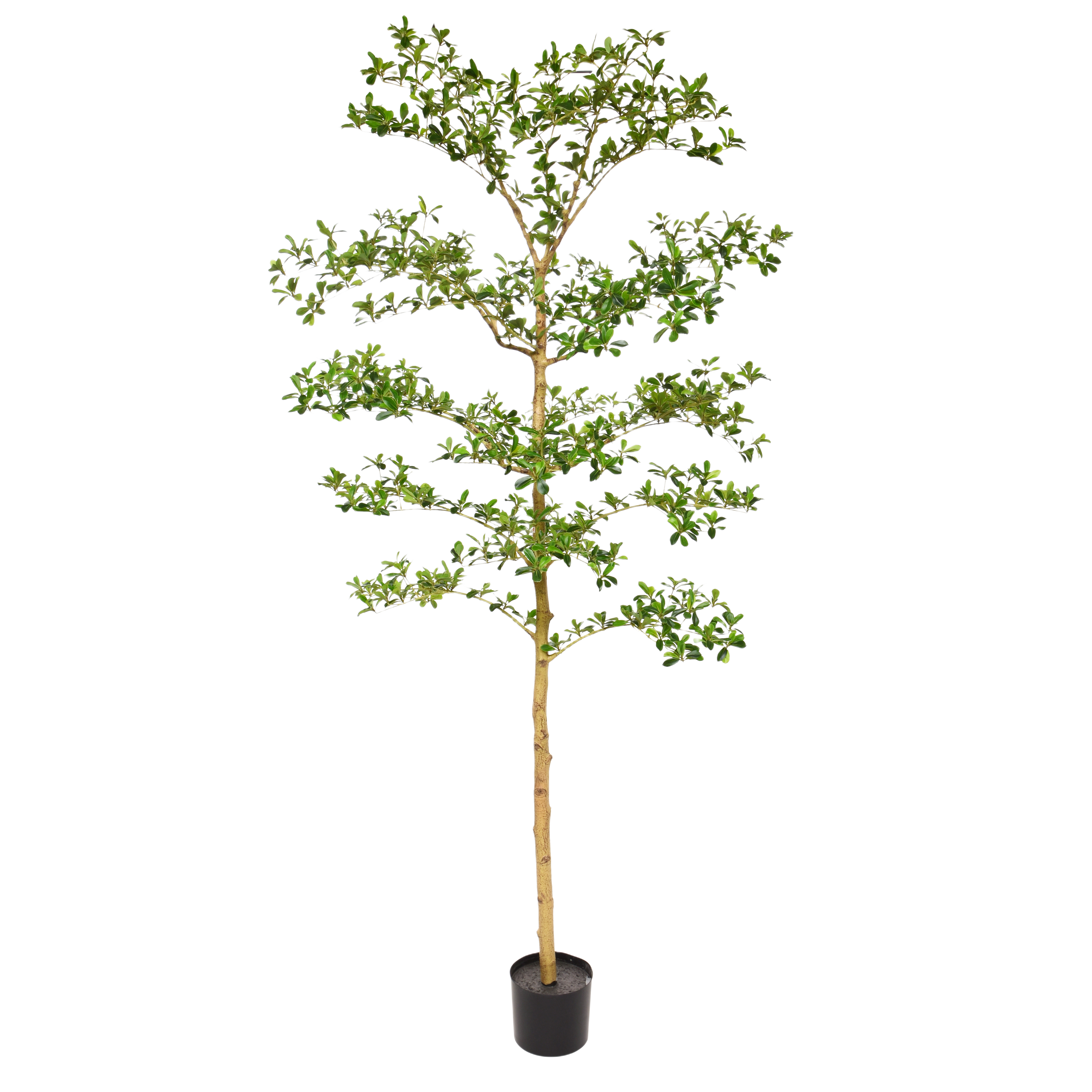 Bucida Buceras Kunstboom 210cm NT groen