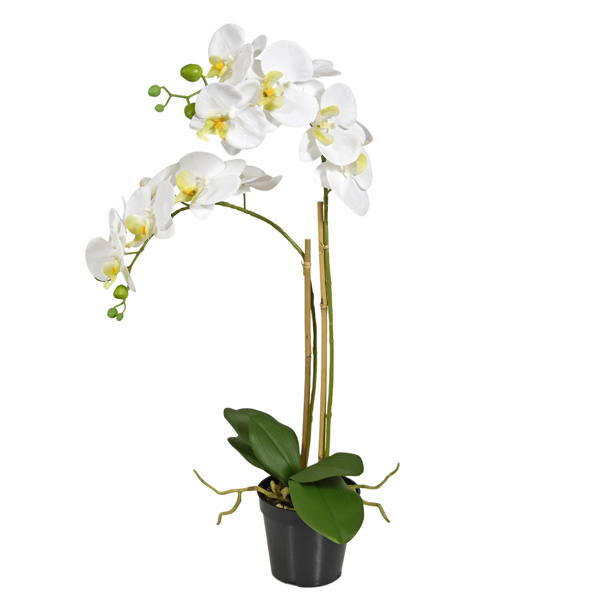 Phalaenopsis x2 in pot 65cm - wit