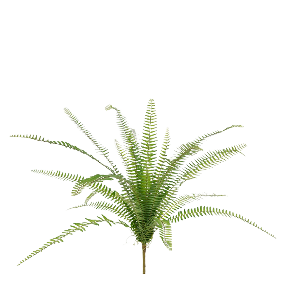 Asplenium Varen kunstplant 75cm