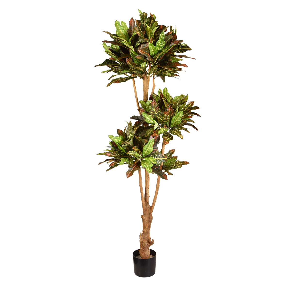 Croton bonsai deluxe kunstboom 175cm