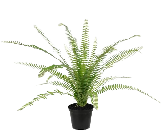 Asplenium Varen kunstplant 75 cm in 12cm pot