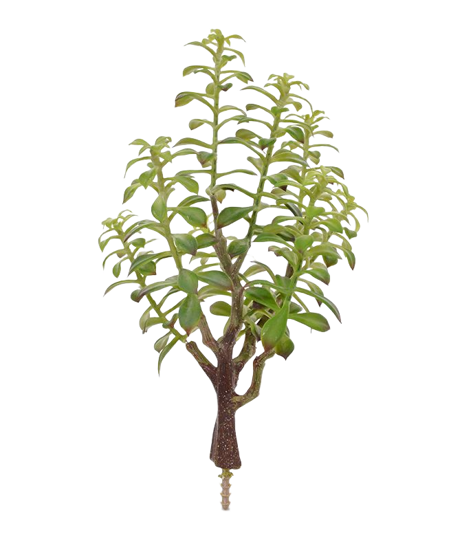 Crassula Bonsai kunstplant 40cm - grijs