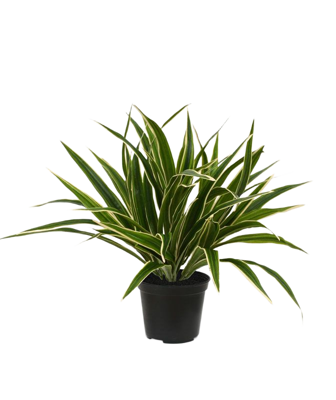 Chlorophytum S kunstplant 30cm in 10cm pot