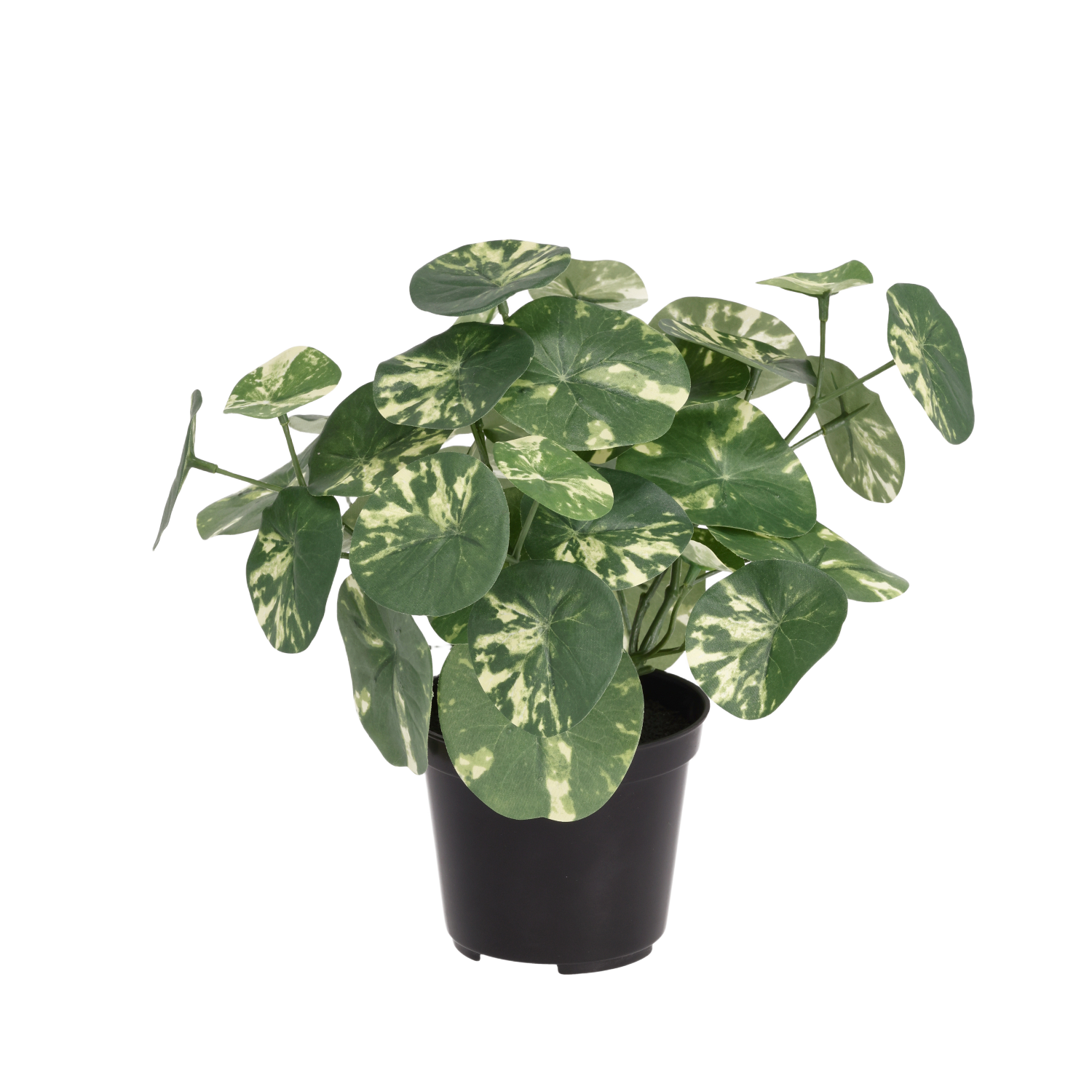 Stephania Erecta kunstplant 23cm in kweekpot