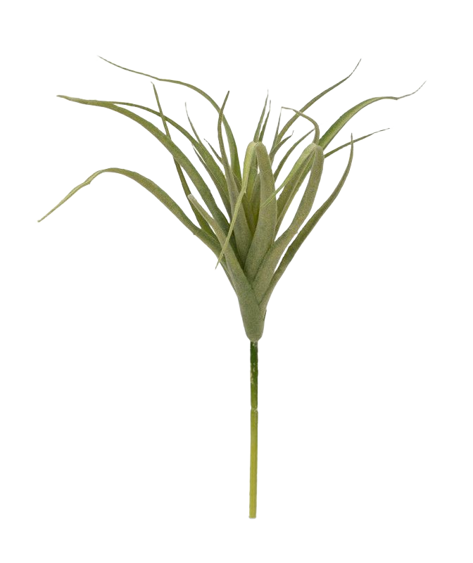 Tillandsia steker 20 cm