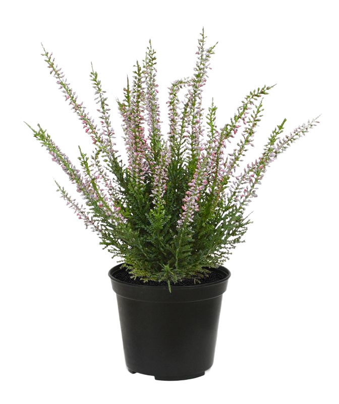 Erica heide kunstplant 25cm - roze