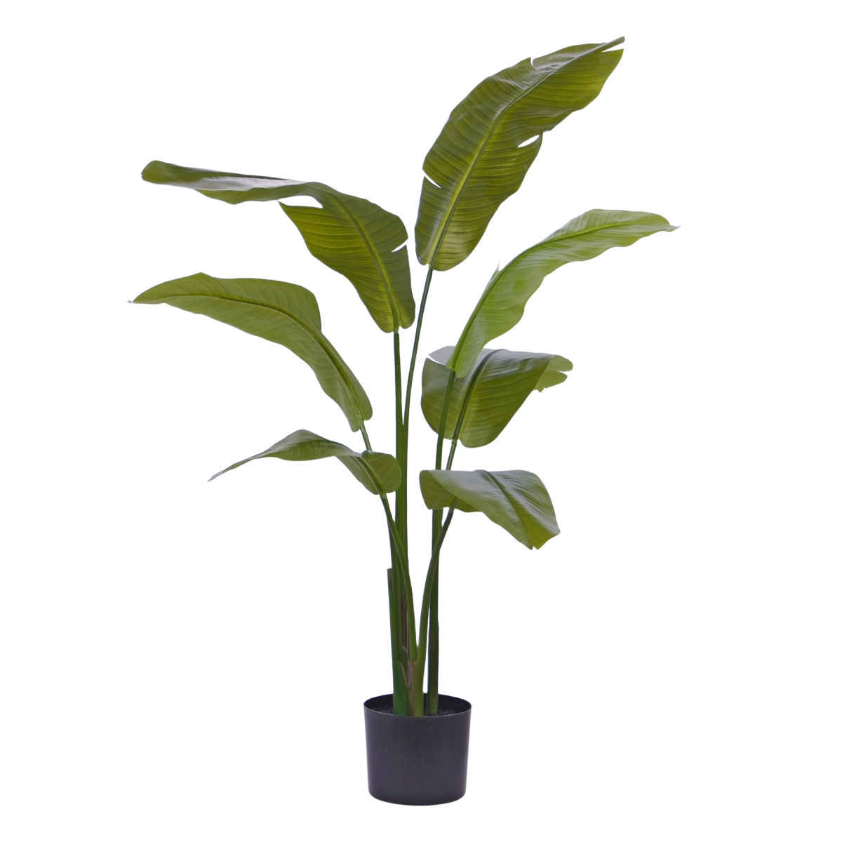 Traveller Palm promo 120cm