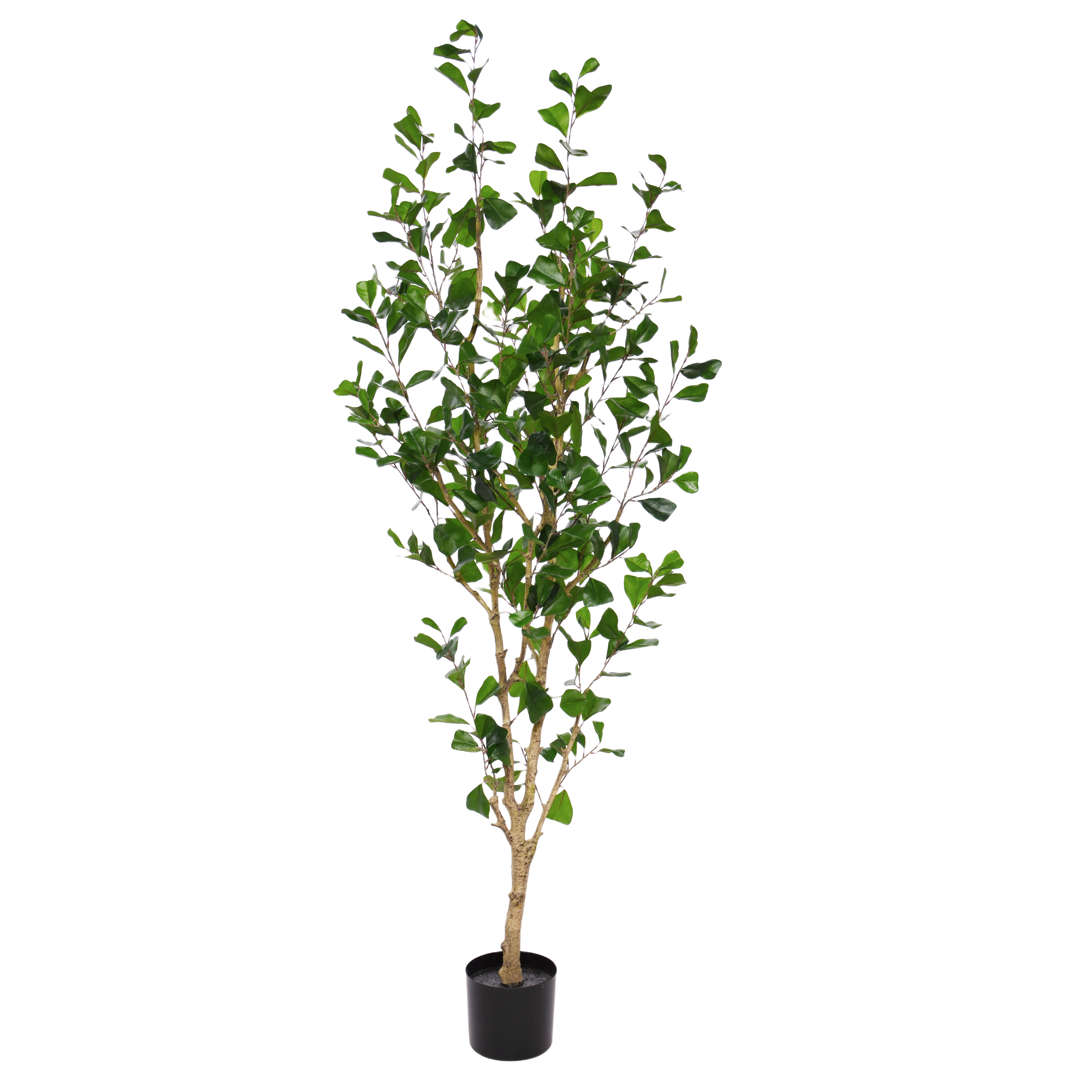 Ficus Triangularis Kunstboom 180cm