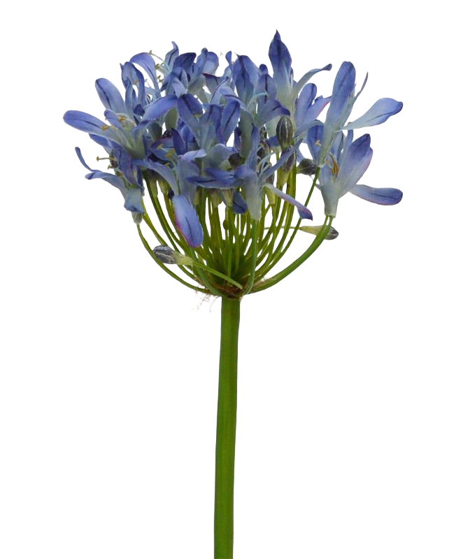 Agapanthus kunsttak Deluxe 60 cm lila