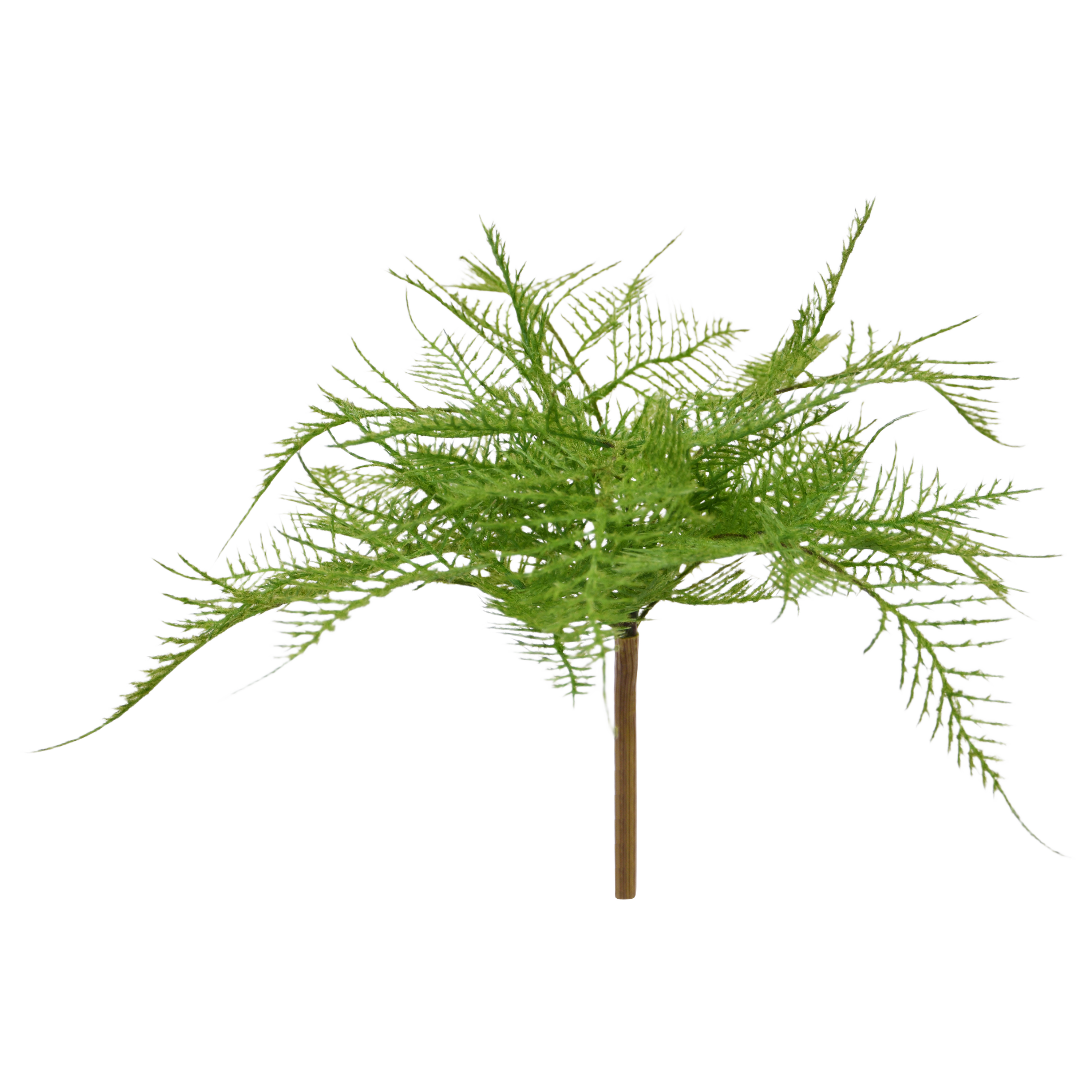 Asparagus Varen Kunstplant 30cm