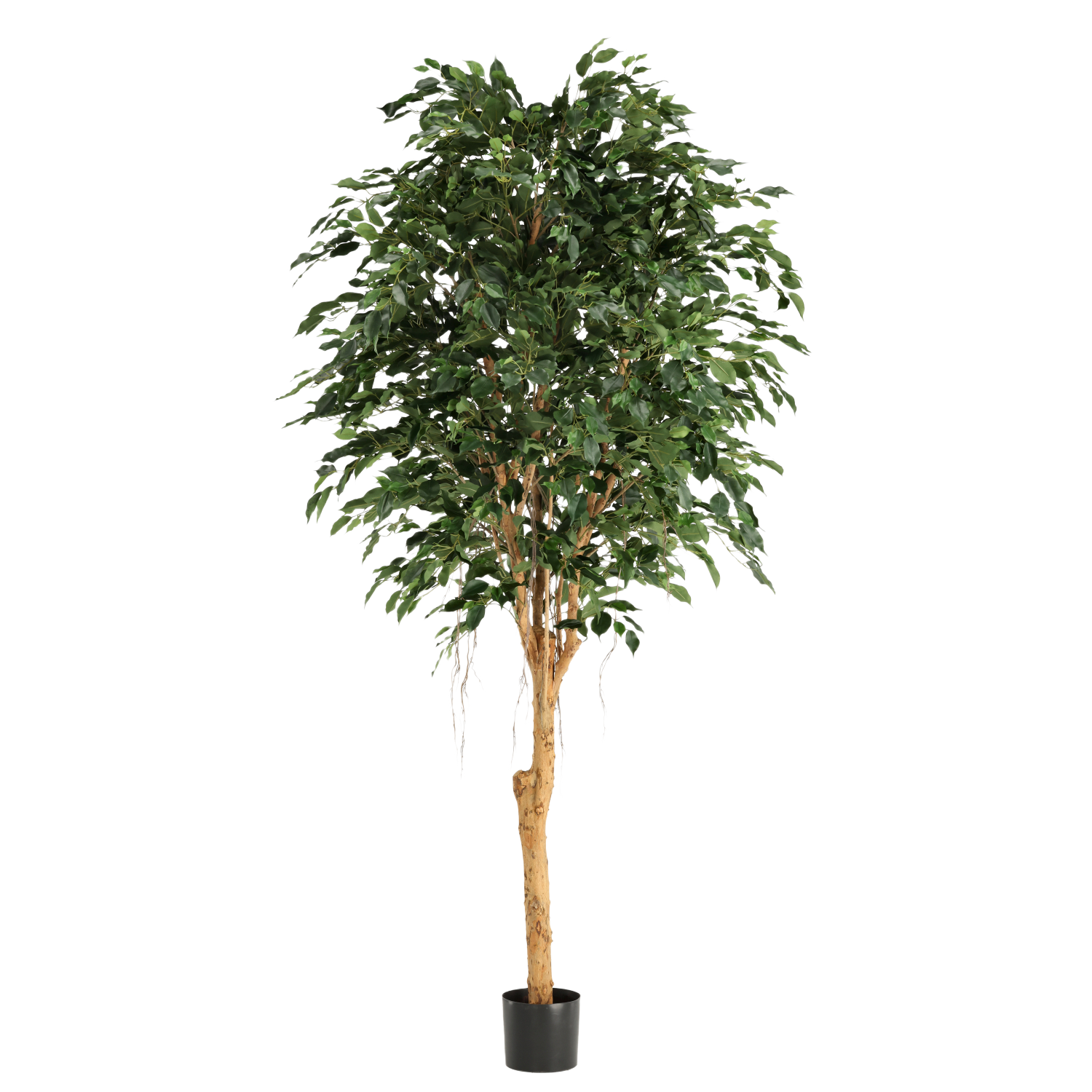 Ficus Exotica Kunstboom Deluxe 250cm groen