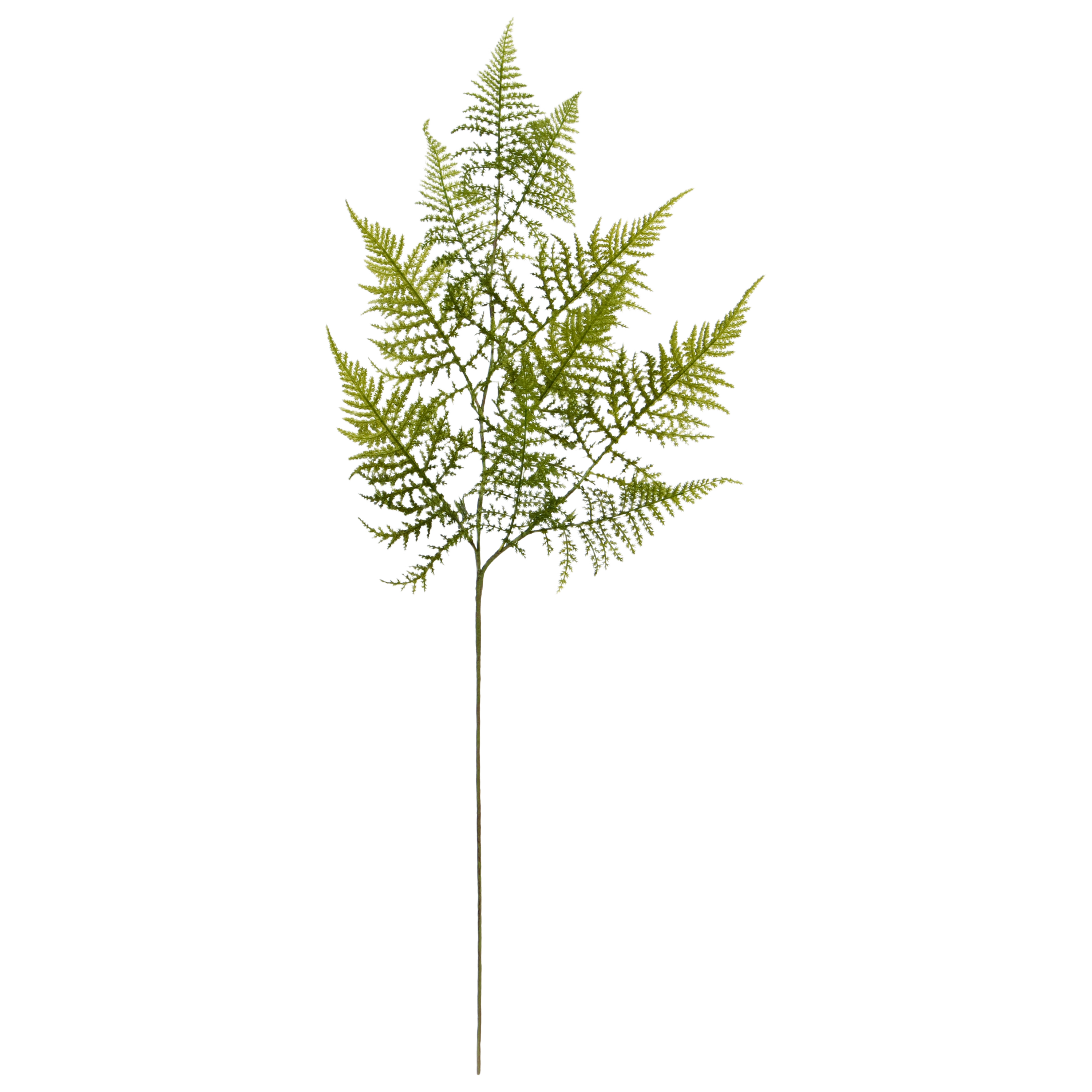 Asparagus kunsttak 80cm afbeelding