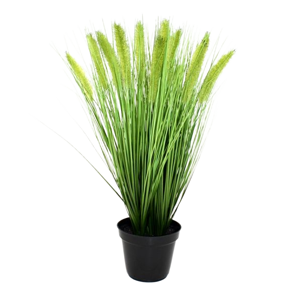 Pennisetum kunst Pluimgras plant 50cm in pot 12cm