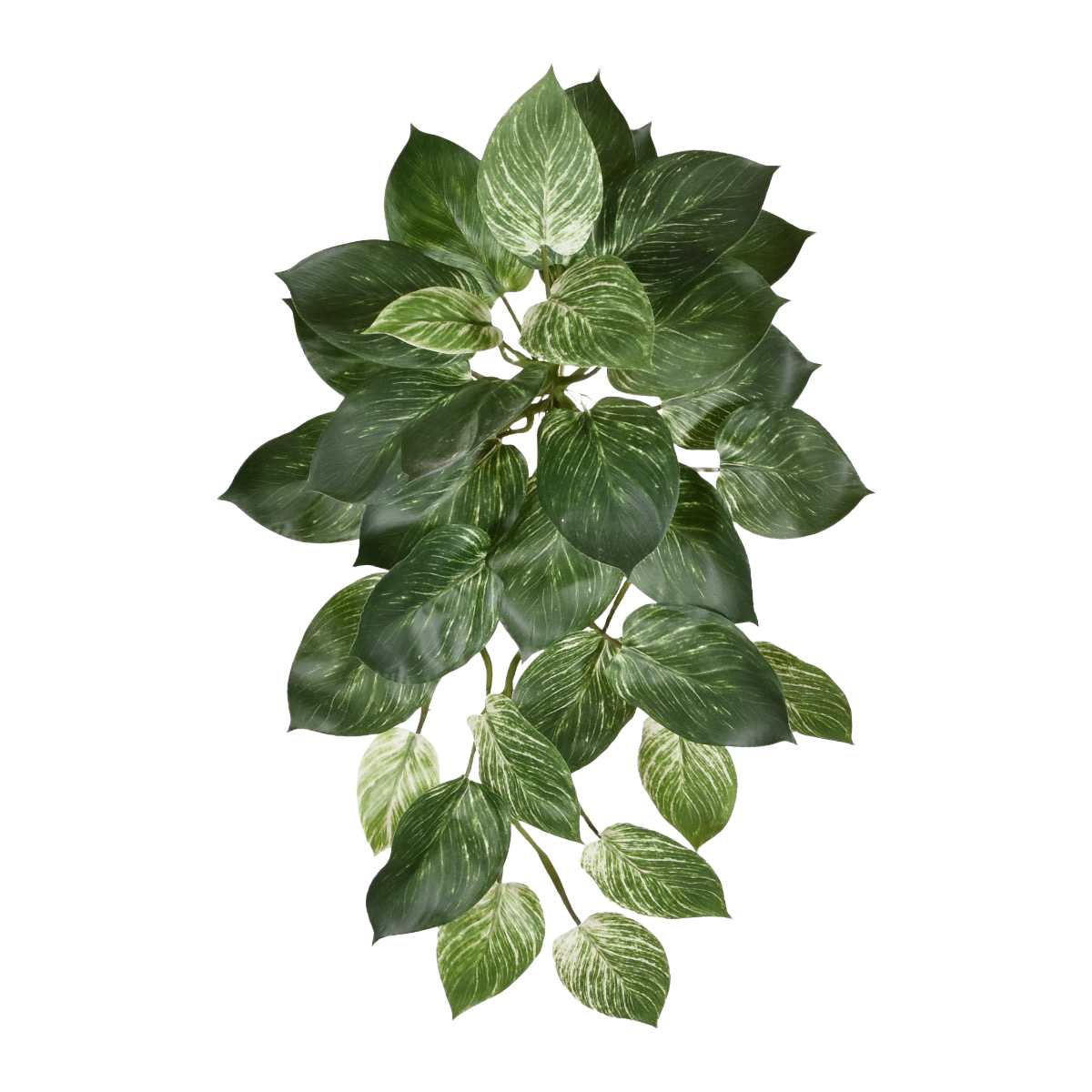 Philodendron Birkin hanger 65cm