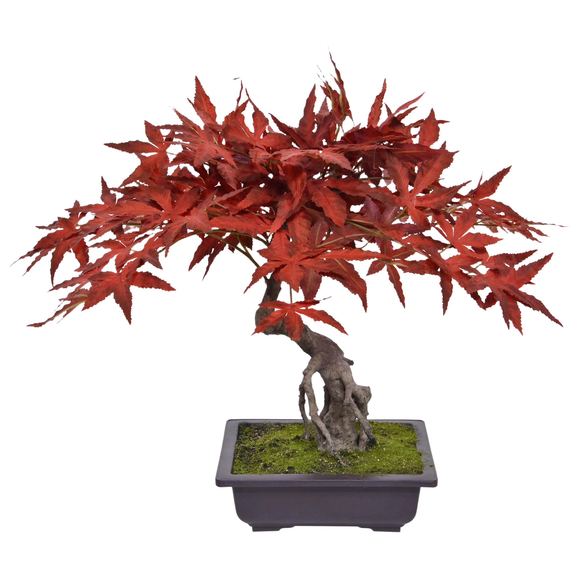 Acer Kunst Bonsai 50cm Burgundy