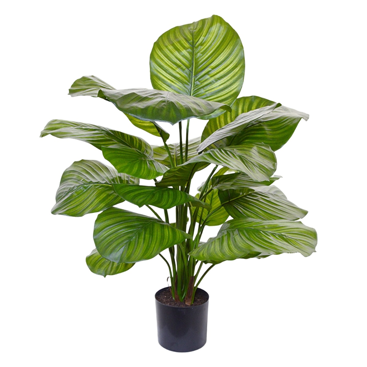 Calathea Fasciata kunstplant 70cm