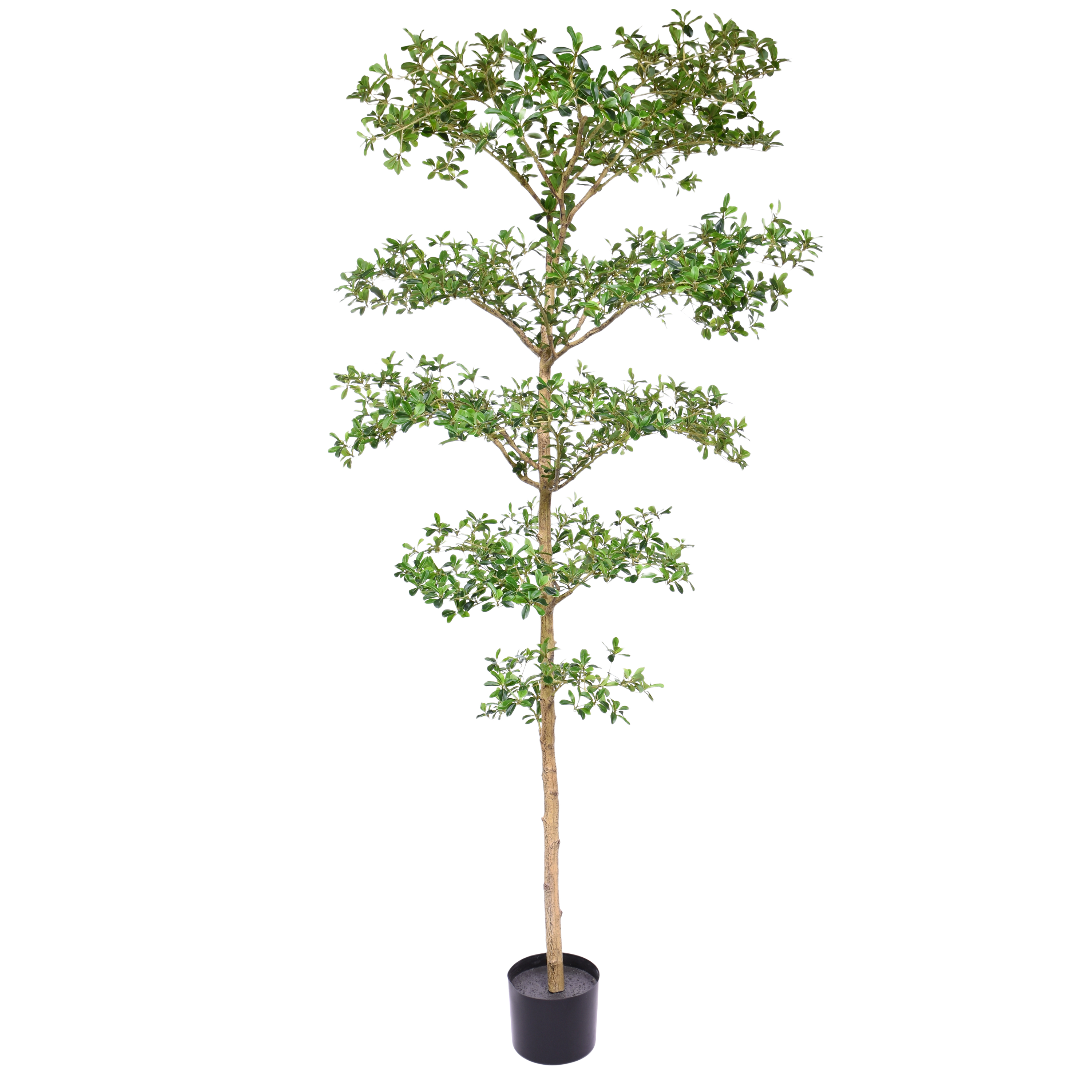 Bucida Buceras Kunstboom 240cm NT groen