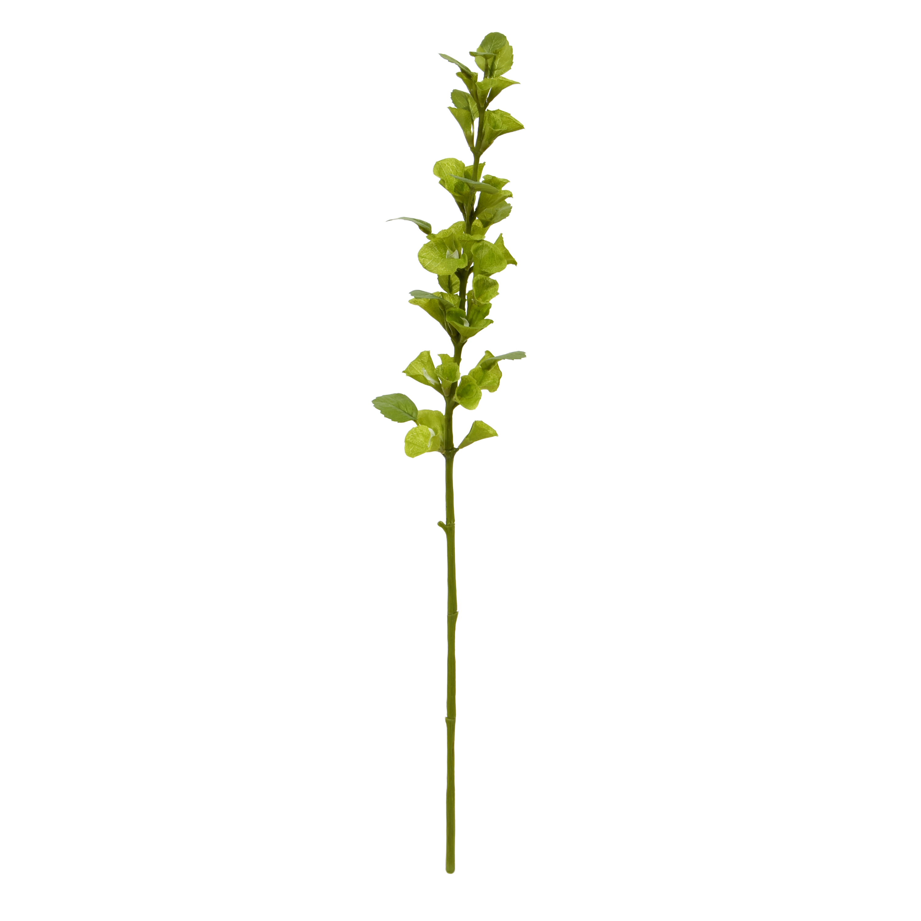 Molucella Kunsttak 83cm groen