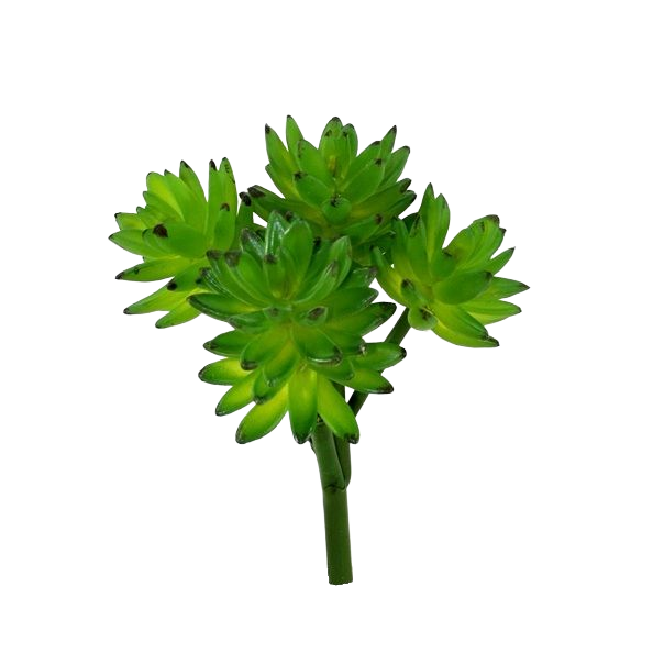 Echeveria kunst vetplant