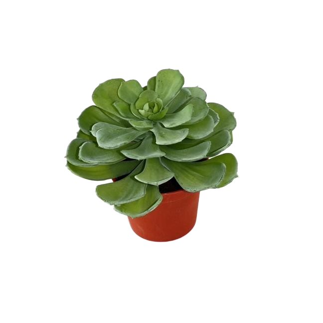 Echeveria kunst vetplant 16cm