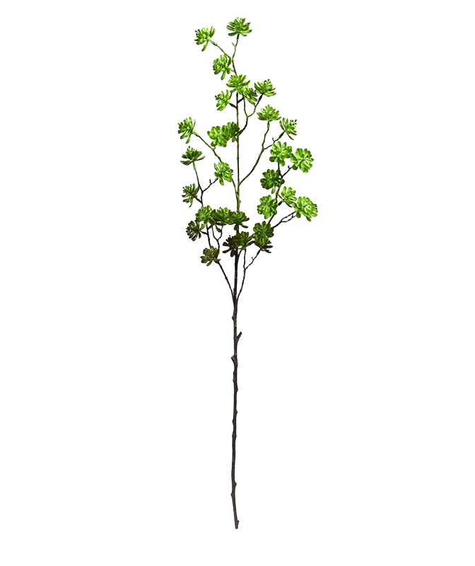 Echeveria kunsttak 100cm - groen afbeelding