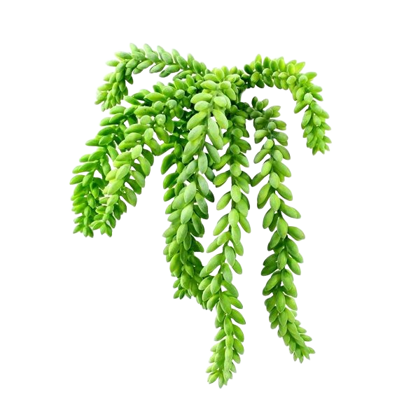 Sedum Donkey tail kunstplant 25cm