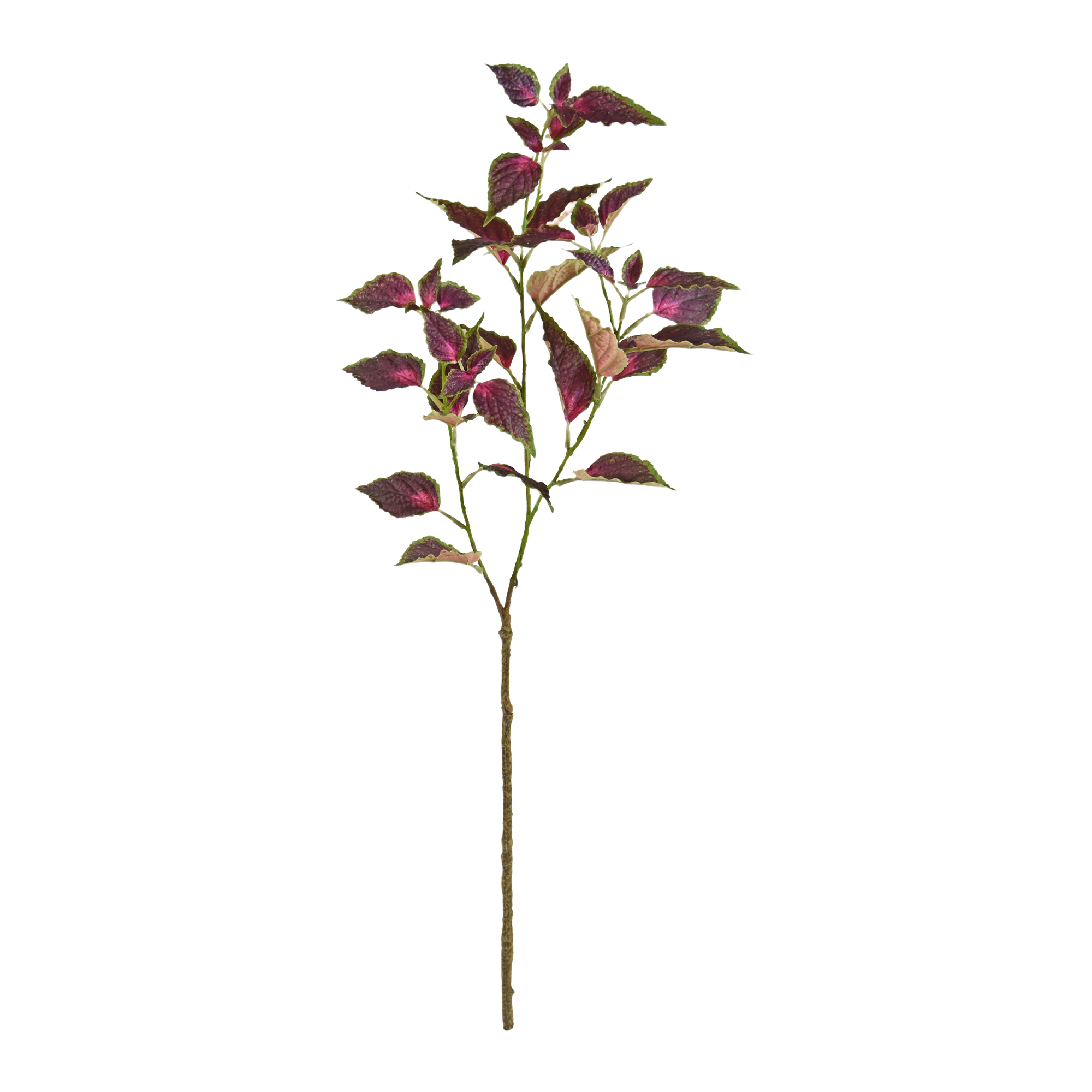 Coleus Tak 80cm Paars/rose