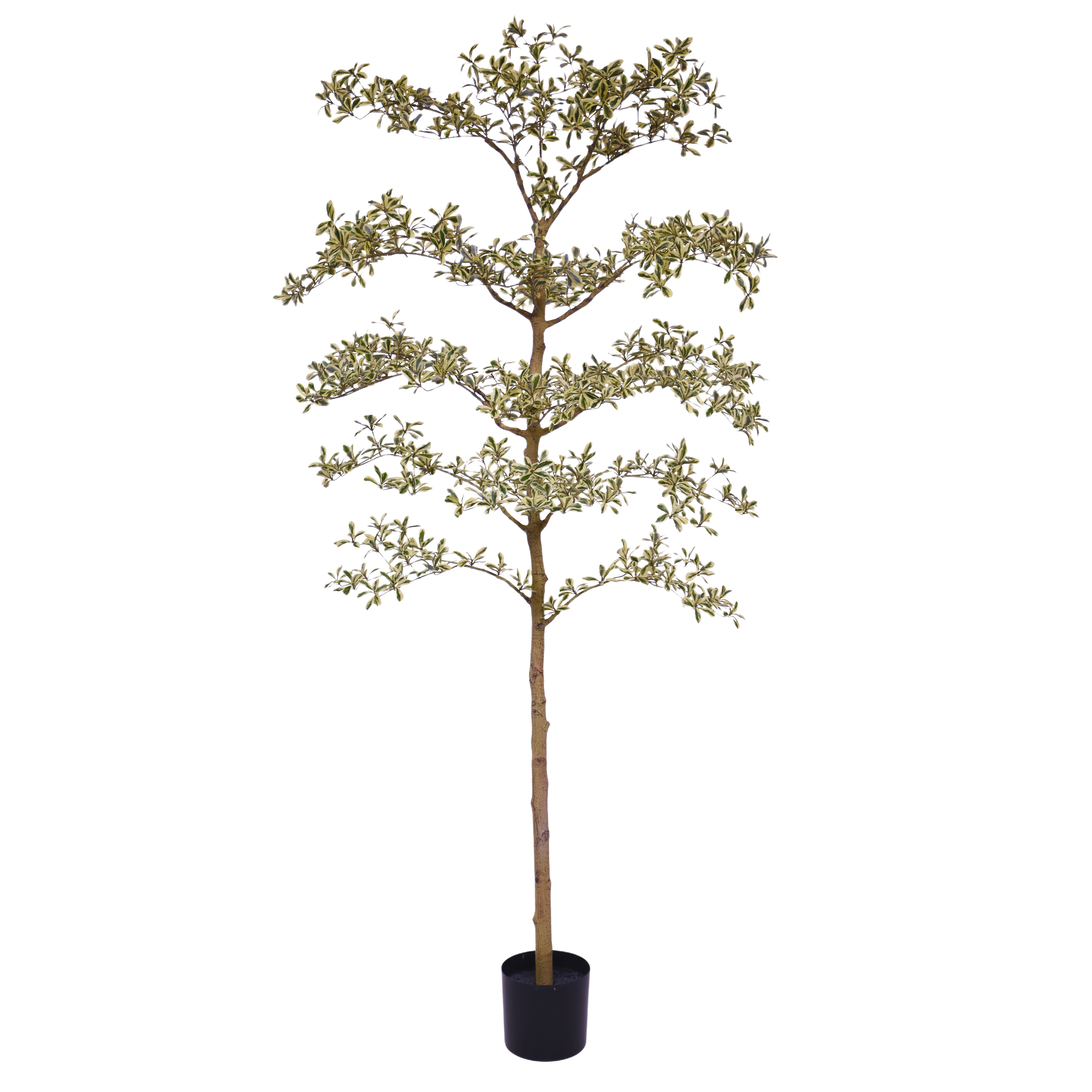 Bucida Buceras Kunstboom 210cm NT bont