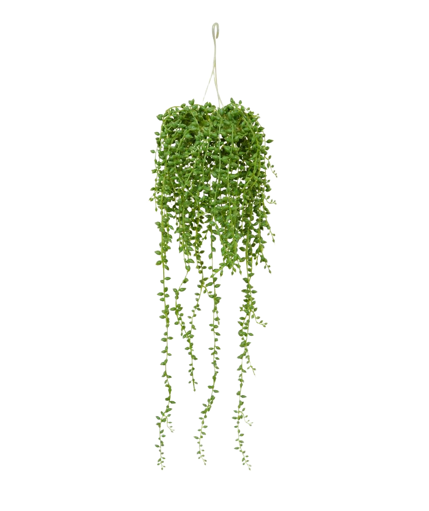 Senecio kunst hangplant 60cm