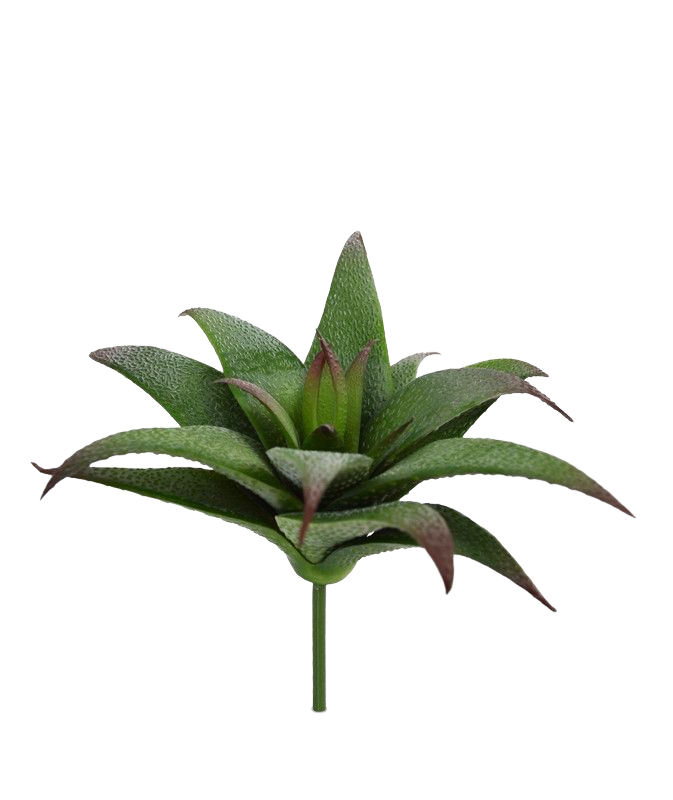 Haworthia kunst vetplant
