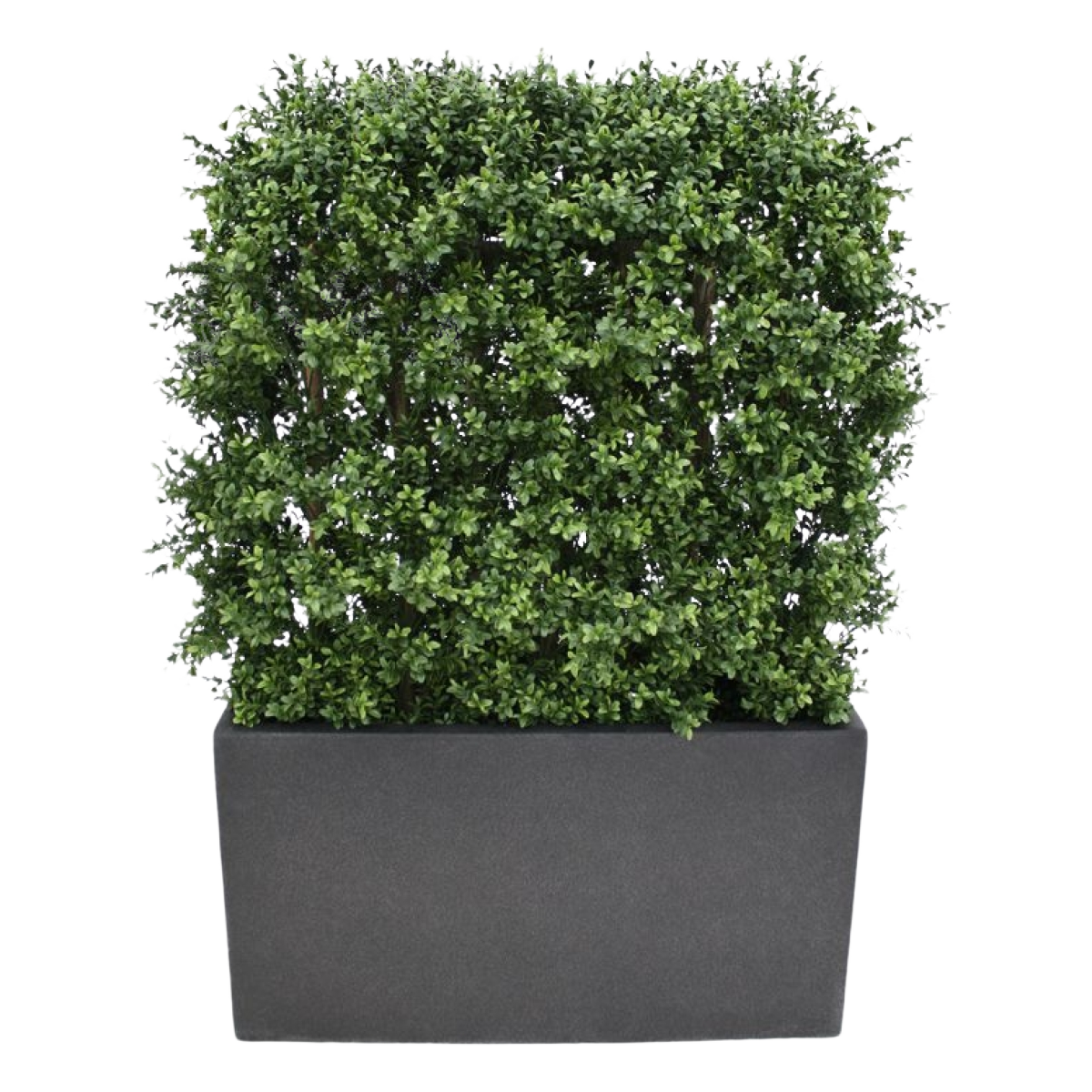 Buxus deluxe kunstheg 80x100cm - UV bestendig
