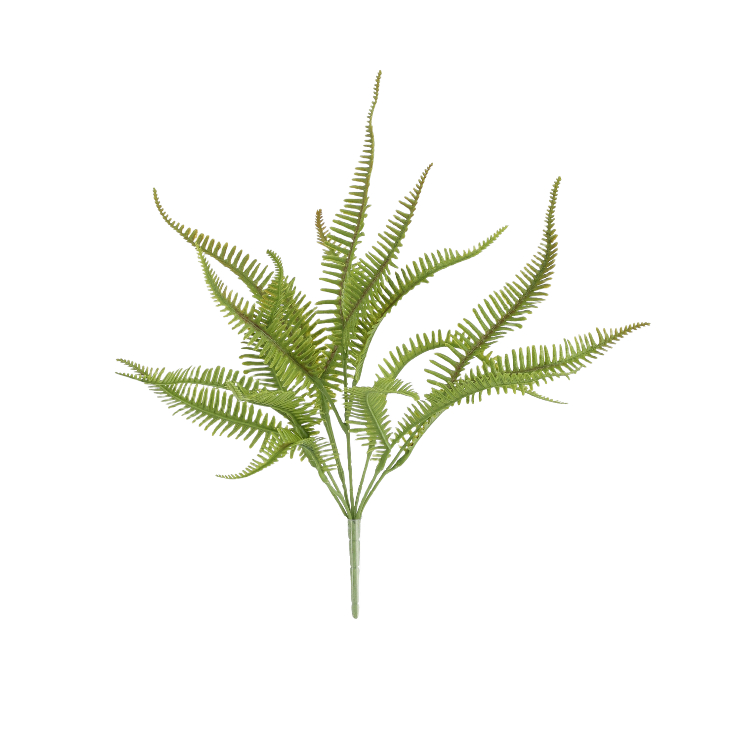 Sticherus Lobatus Kunst Varen 35cm