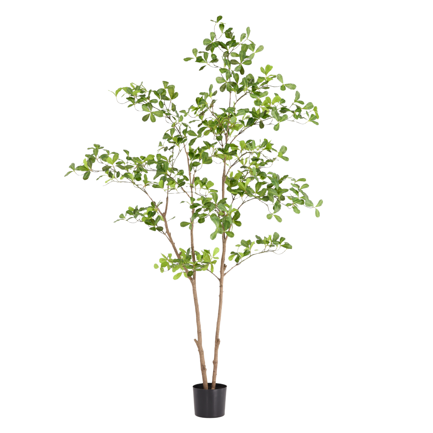 Pittosporum kunstplant 180cm