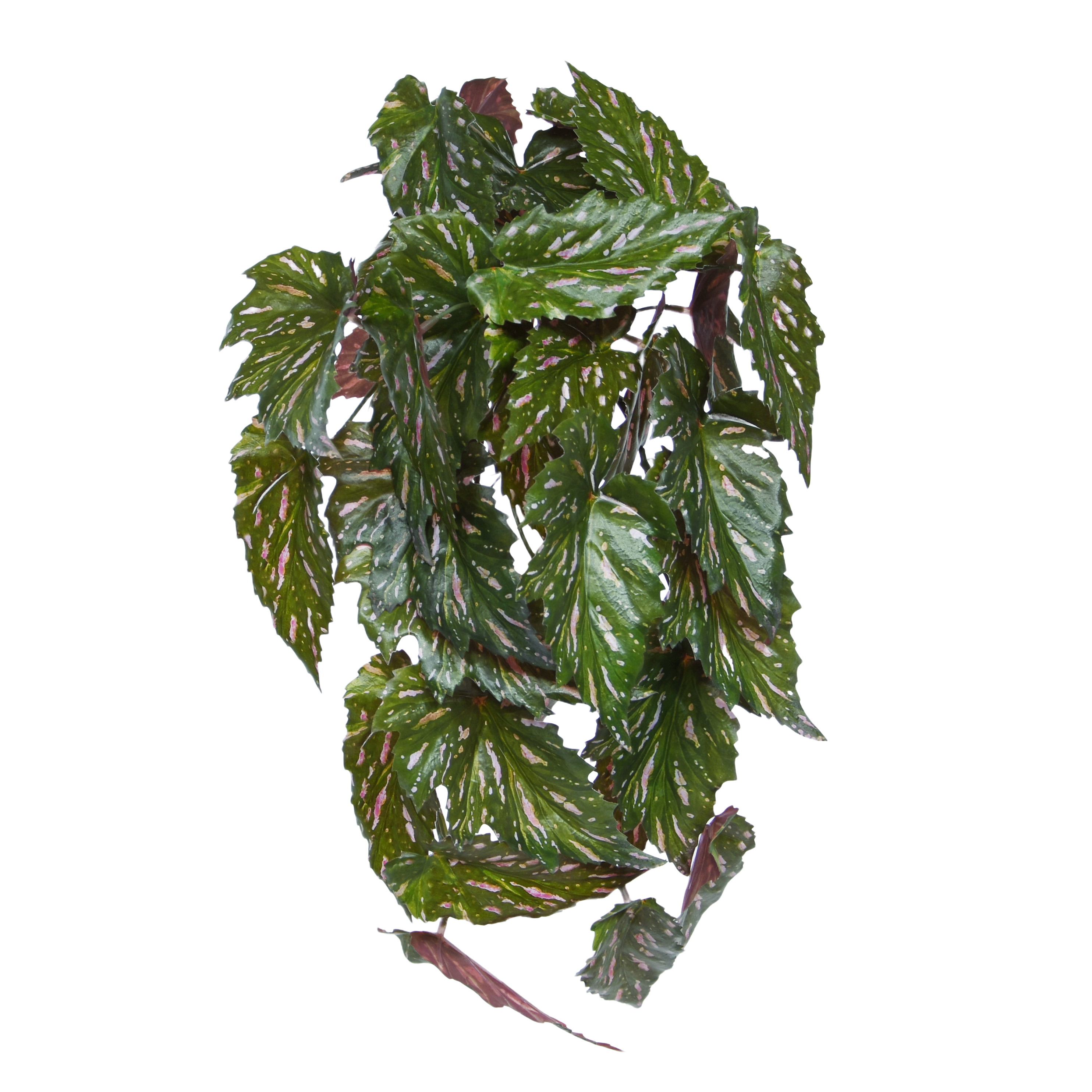 Begonia Rex Kunst hanger groen rood 40cm afbeelding 1