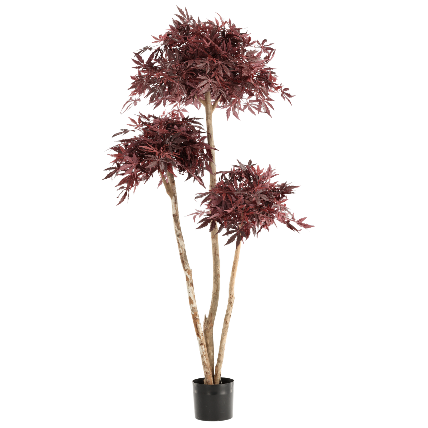 Japanse Kunst Acer Bonsai Deluxe 180cm Burgundy
