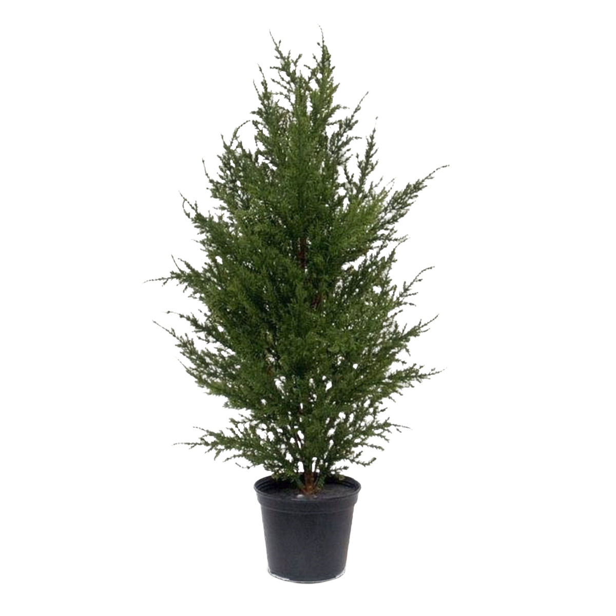 Conifeer kunstplant 50cm