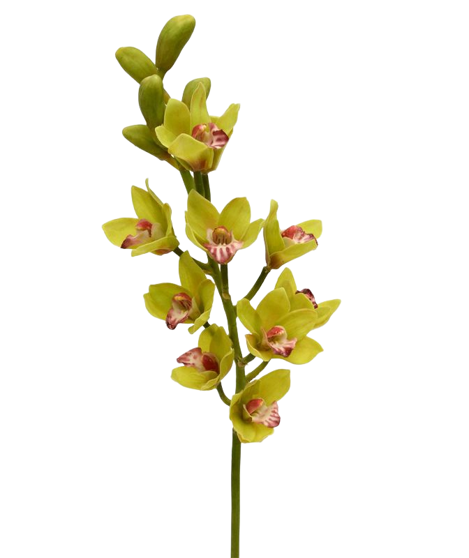Cymbidium Deluxe 70 cm groen