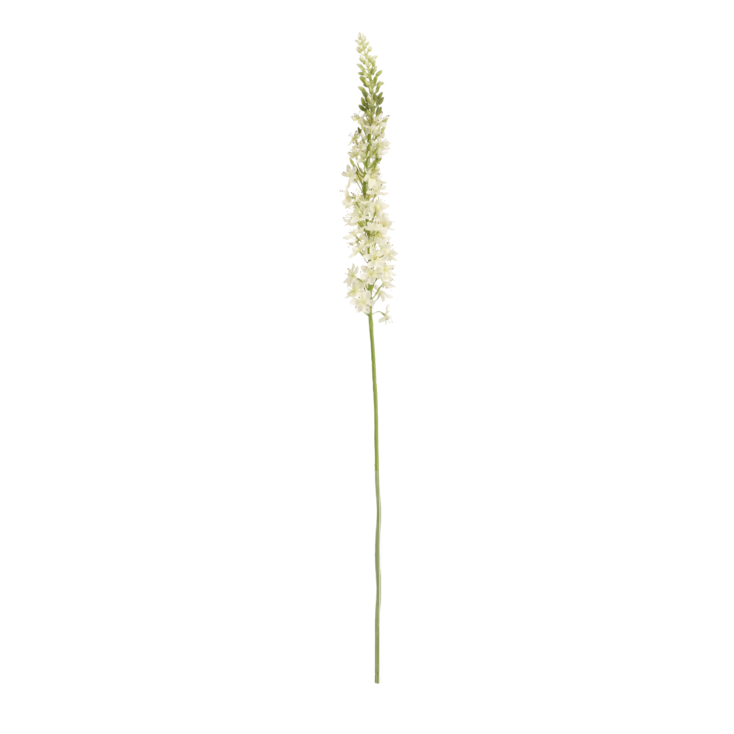 Eremurus Kunsttak 110cm Creme