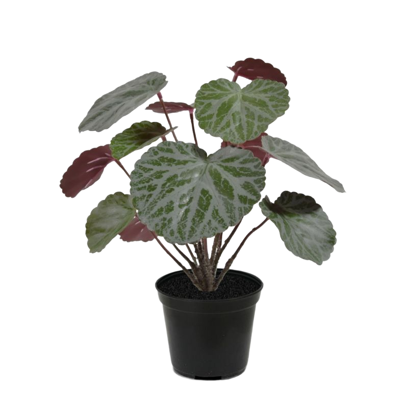 Saxifraga kunstplant groen/rood 25cm in 10cm pot