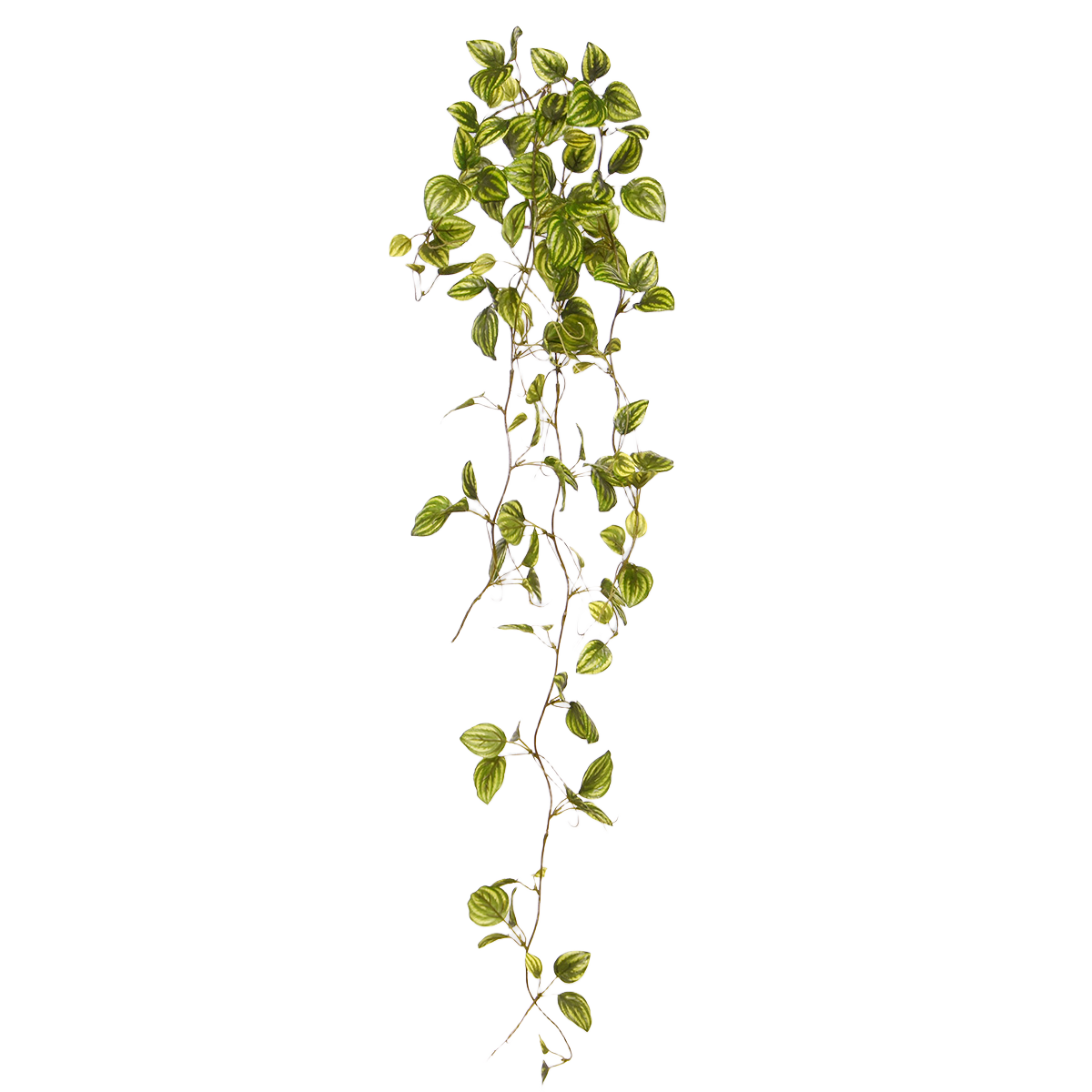 Peperomia Kunsthangtak bont 80cm