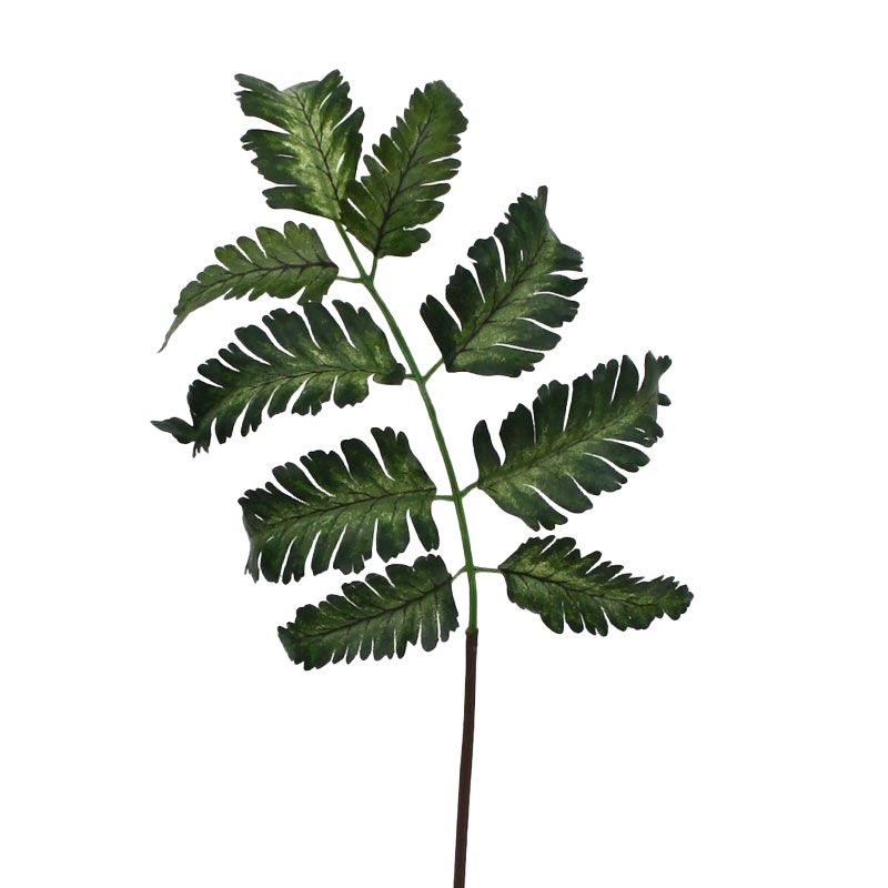 Pteris Varen blad 50 cm