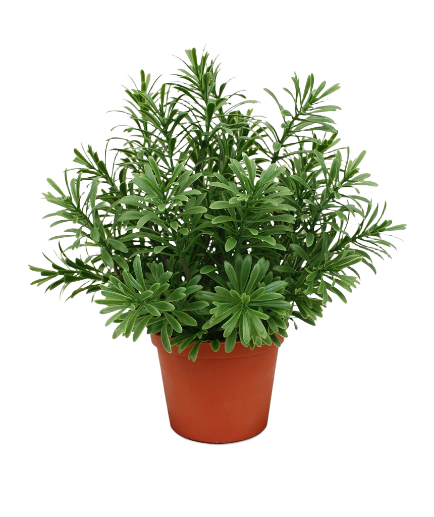 Crossostephium kunst vetplant in plastic pot 28cm
