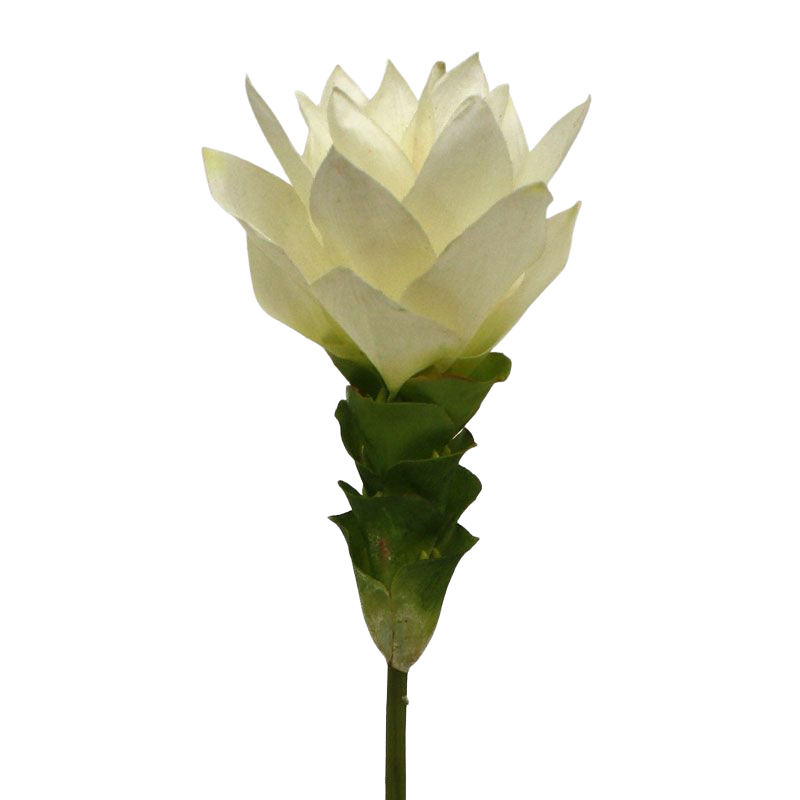 Curcuma 50 cm wit