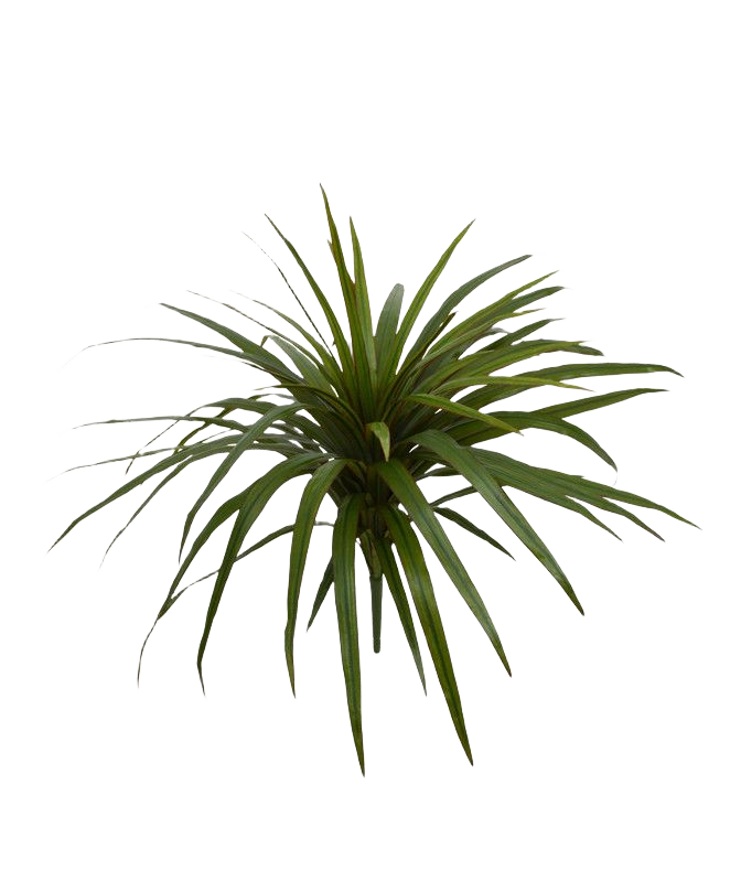 Draceana Marginata kunstplant 50cm