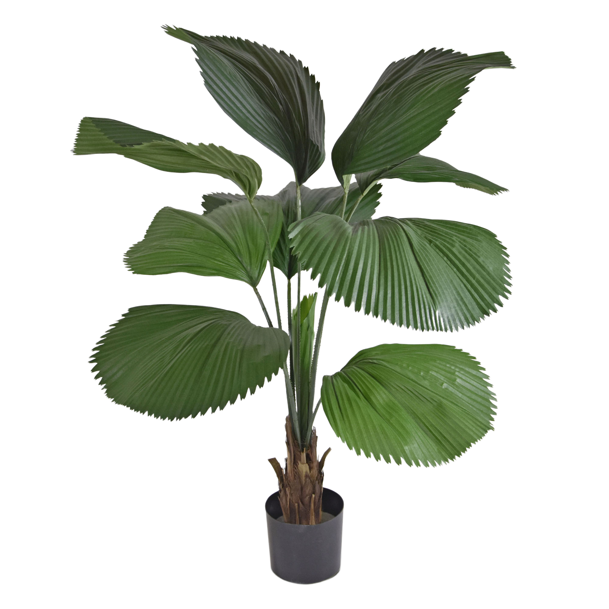 Licuala kunstpalm 115cm