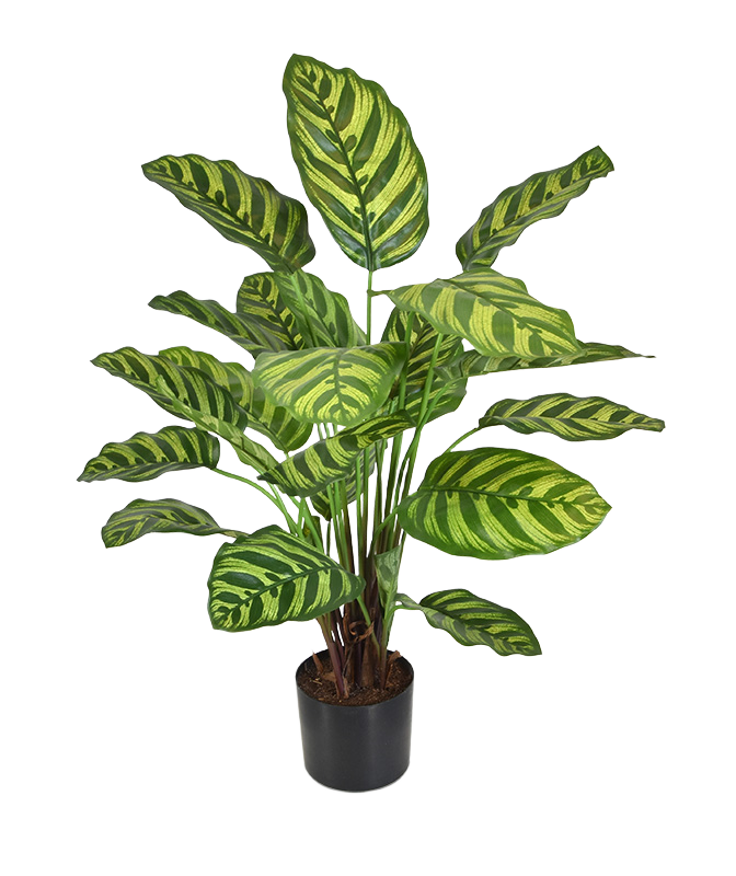 Calathea Makoyana kunstplant 60cm